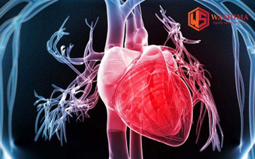 Dưỡng chất từ dưa hấu giúp hỗ trợ cải thiện hệ tim mạch