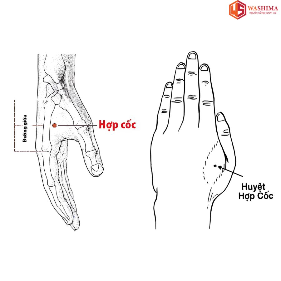 Huyệt Hợp Cốc Nằm Ở Đâu?