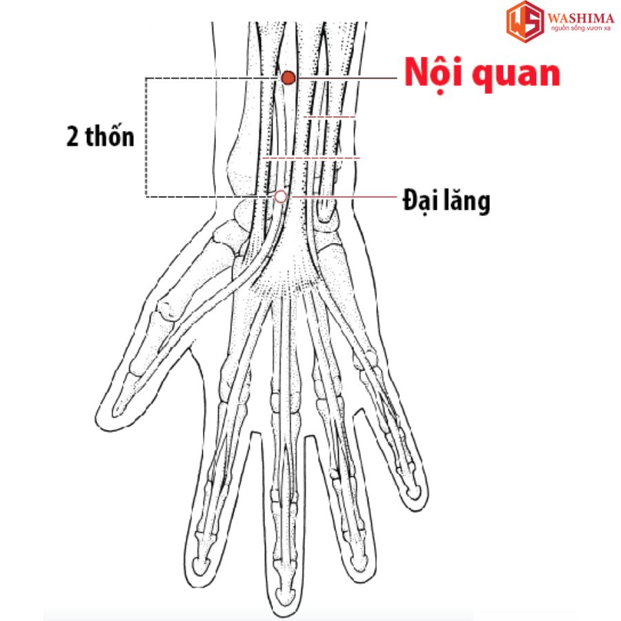 Huyệt Nội Quan Ở Đâu