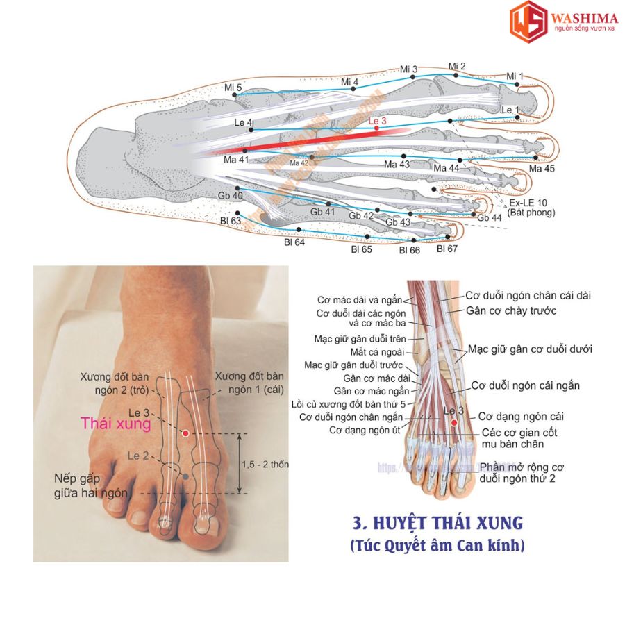 Huyệt Thái Xung Nằm Chỗ Nào?
